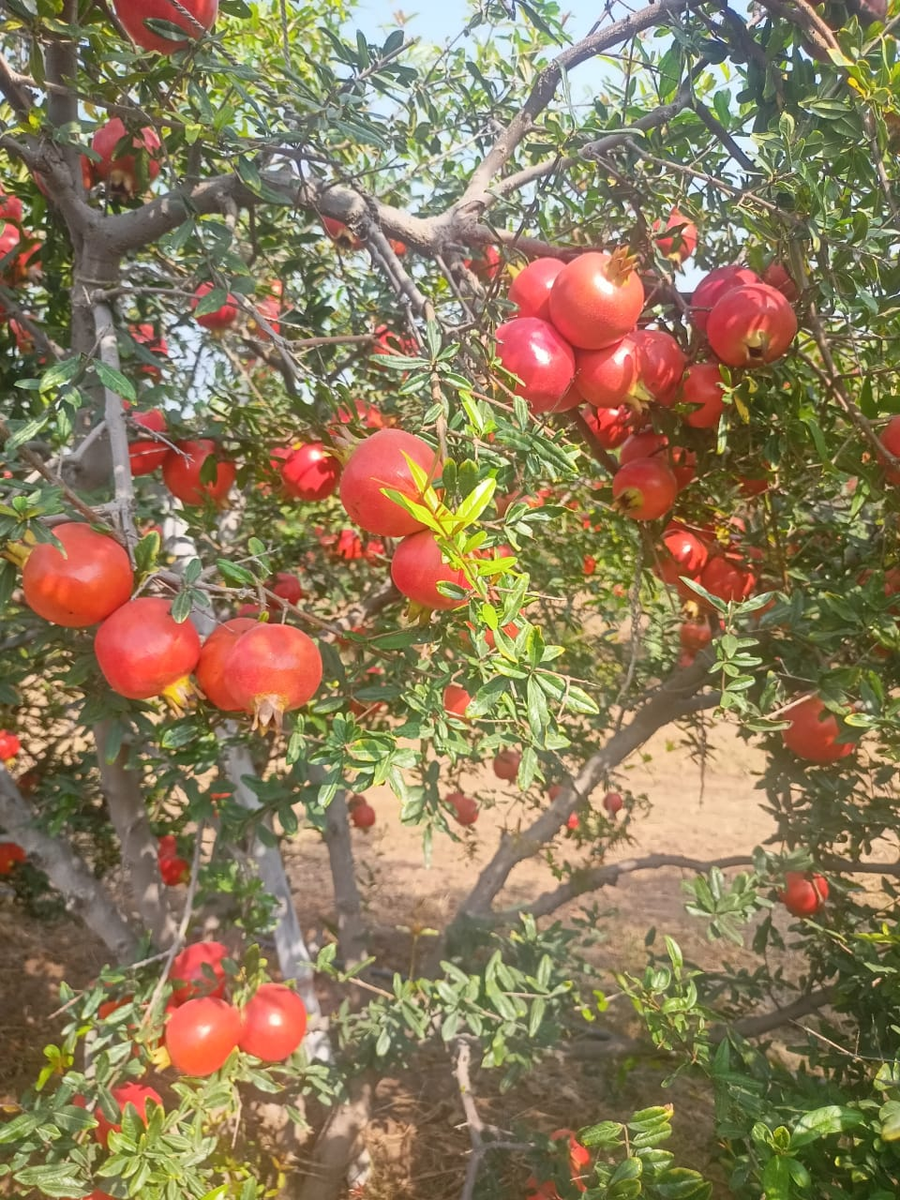 Pomegranate-2