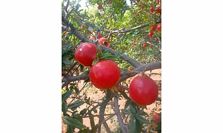 Pomegranate