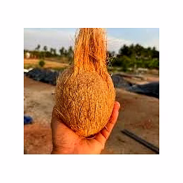 semi husked coconut