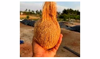 Semi Husked Coconut