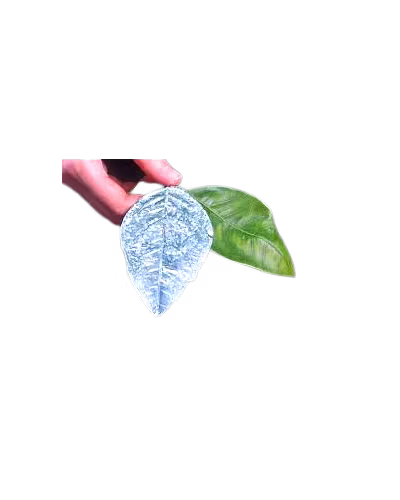 SUN-KOTE (KAOLIN CLAY)-7