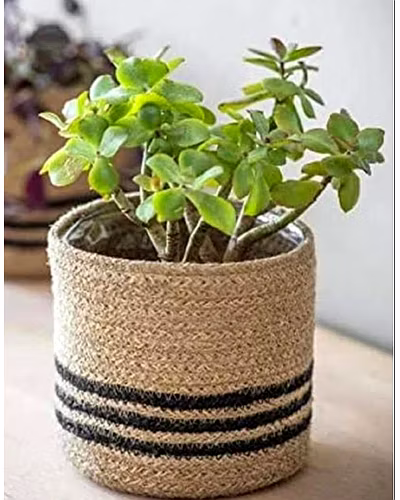 Jute planter-1