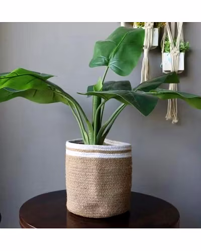 Jute planter-12691635