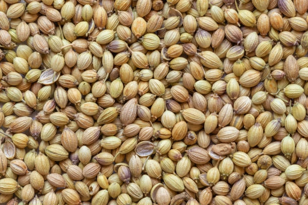 Coriander Seeds-1