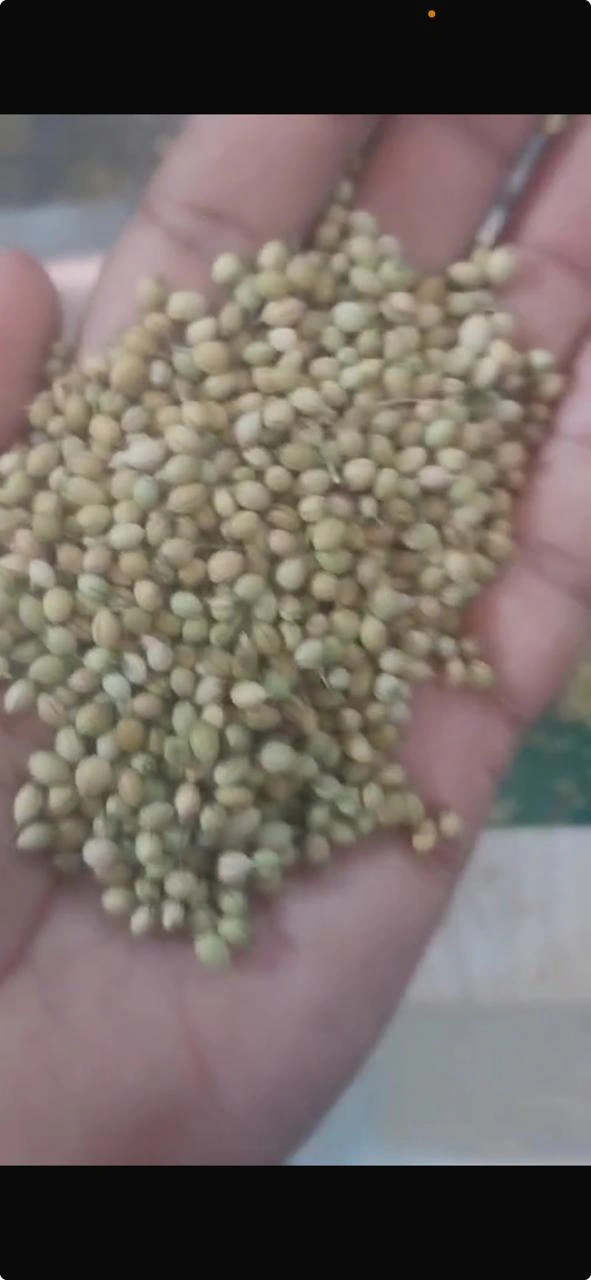 Coriander Seeds-4