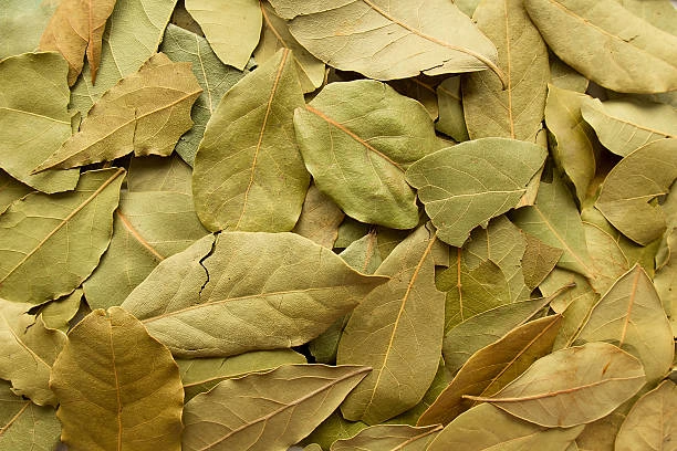 Bay Leaves-3