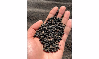Black Pepper