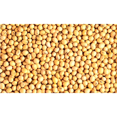 Soyabean Seeds-1