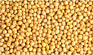 Soyabean Seeds