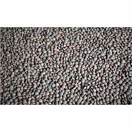 desi masoor / red whole lentil