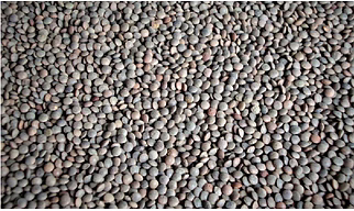 Desi Masoor / Red Whole Lentil