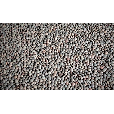 Desi Masoor / Red Whole Lentil-12611350