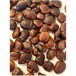 premium tamarind seeds - high quality & competitive prices - msquare trend