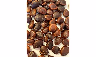 Premium Tamarind Seeds - High Quality & Competitive Prices - MSQUARE TREND