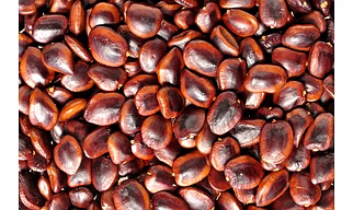 Tamarind seed  Tamarind kernel  Tamarind stone