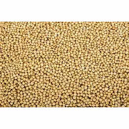 jowar