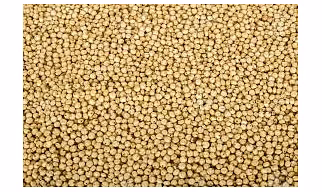 JOWAR