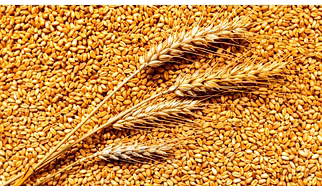 Wheat