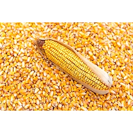 Maize and Corn Seeds