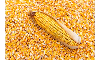 Maize and Corn Seeds