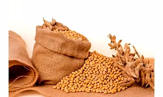 Soybeans &  Pulses