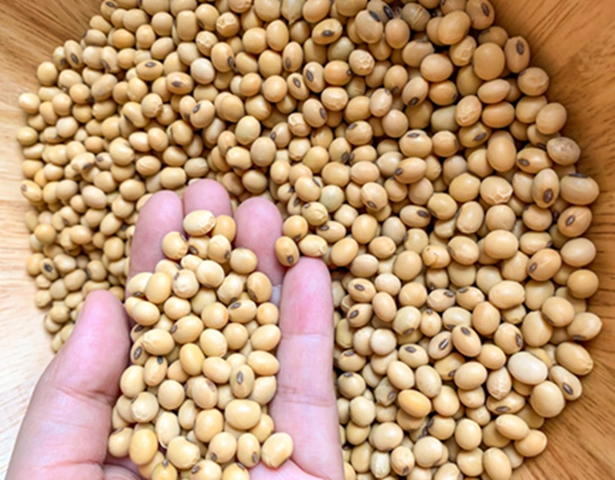 Soybeans &amp;  Pulses-2