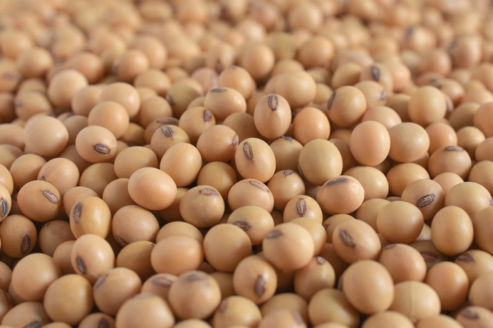 Soybeans &amp;  Pulses-1