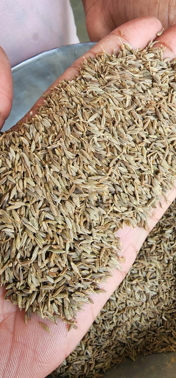 Cumin Seeds (Singapore 99.9% Machine Clean)-12463776