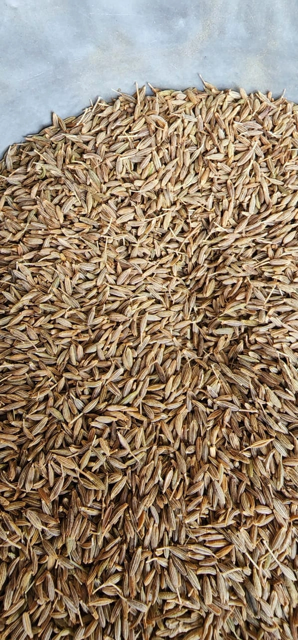 Cumin Seeds (Singapore 99.9% Machine Clean)-1