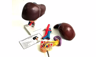 Human Anatomy Liver, Pancreas & Duodenum Model