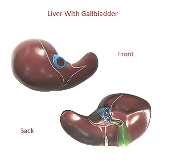 Human Anatomy Liver, Pancreas &amp; Duodenum Model-2