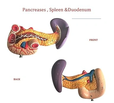 Human Anatomy Liver, Pancreas &amp; Duodenum Model-3