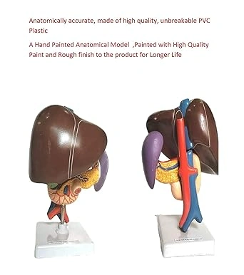 Human Anatomy Liver, Pancreas &amp; Duodenum Model-5