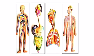 Human Organ System Model set- Digestive System, Circulatory System,Nervous system And Respiratory System