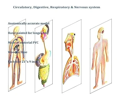 Human Organ System Model set- Digestive System, Circulatory System,Nervous system And Respiratory System-1