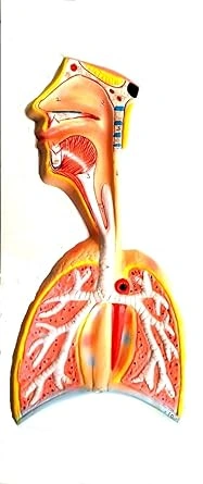 Human Organ System Model set- Digestive System, Circulatory System,Nervous system And Respiratory System-3