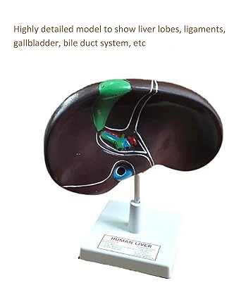 Anatomical Liver With Gallbladder Model-2