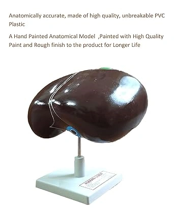 Anatomical Liver With Gallbladder Model-3