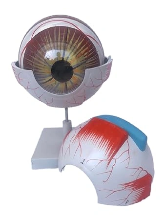 Human Anatomical Eye Model Perfect use for High School, Medical Student,Patient Education and Doctor-12370090