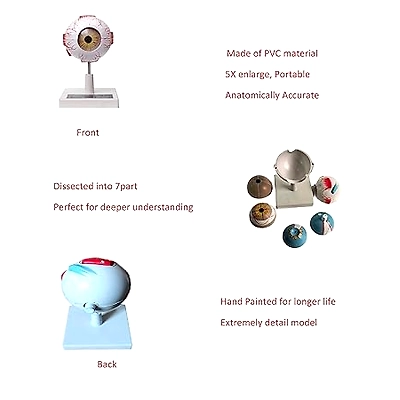 Human Anatomical Eye Model Perfect use for High School, Medical Student,Patient Education and Doctor-1