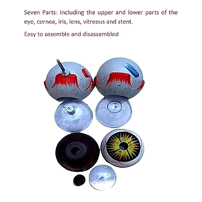 Human Anatomical Eye Model Perfect use for High School, Medical Student,Patient Education and Doctor-2