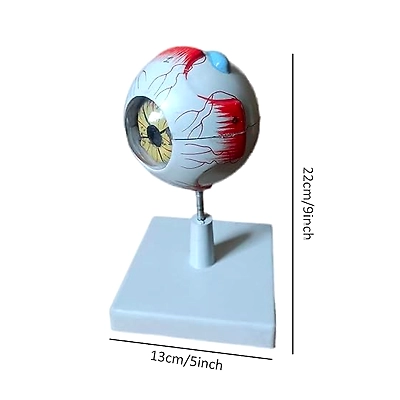 Human Anatomical Eye Model Perfect use for High School, Medical Student,Patient Education and Doctor-3