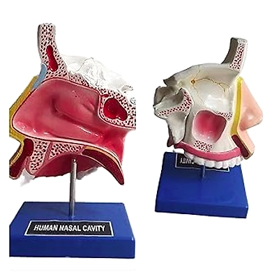 Anatomical Human Nasal Cavity Model-12370096