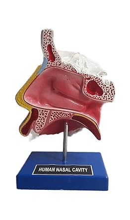 Anatomical Human Nasal Cavity Model-1