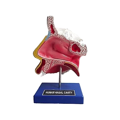 Anatomical Human Nasal Cavity Model-1