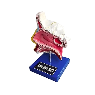 Anatomical Human Nasal Cavity Model-2