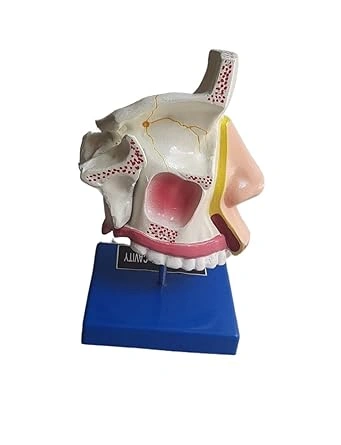 Anatomical Human Nasal Cavity Model-3