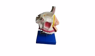 Anatomical Human Nasal Cavity Model