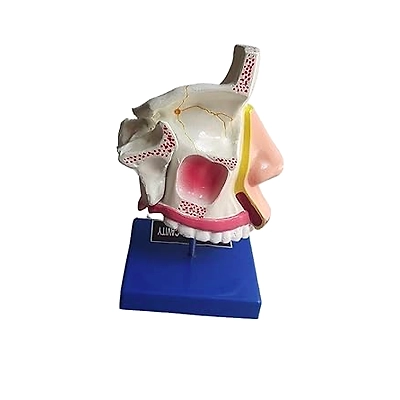 Anatomical Human Nasal Cavity Model-3