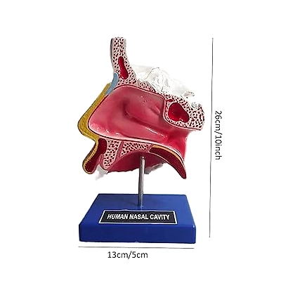 Anatomical Human Nasal Cavity Model-4
